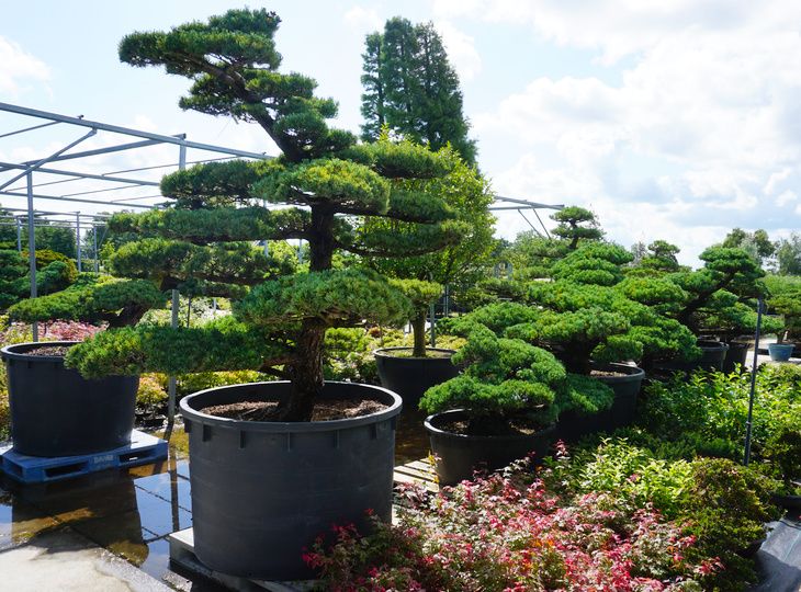 Chọn cây tùng La Hán ở vườn ươn Nhật