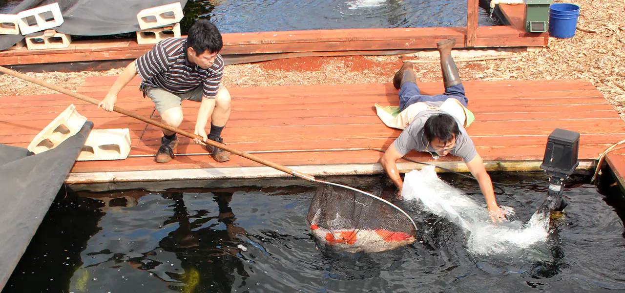 professional koi fish shipping service from Japan