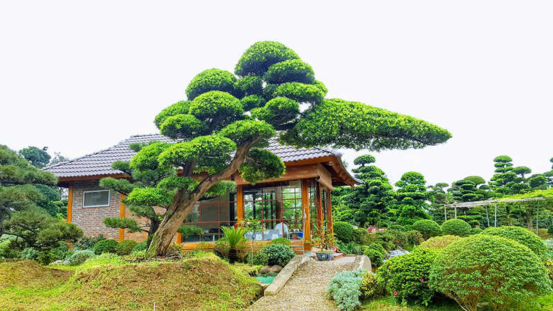 The beauty of Japanese white pine 